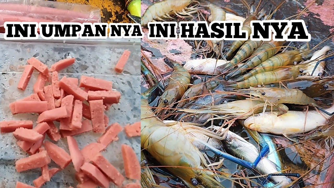 Terbukti ampuh!! Umpan terbaru untuk mancing udang galah'
