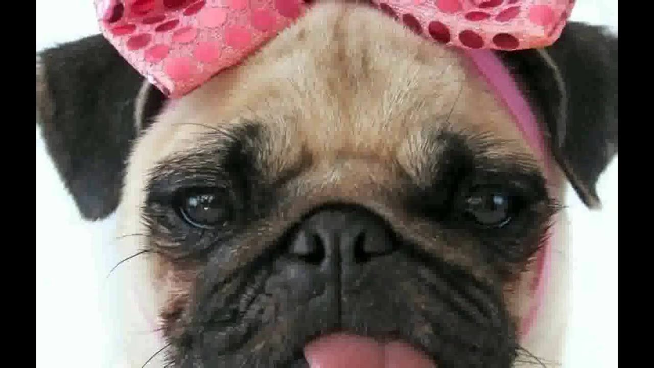 Cute Pug  images
