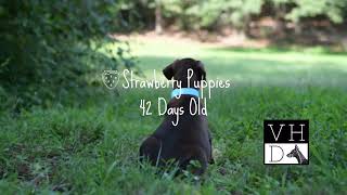 European Doberman Puppies -  42 Days Old - Strawberry Puppies by Von Hohenhalla Dobermans 288 views 8 months ago 4 minutes, 58 seconds