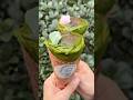 日本全国で2人だけの抹茶ブリュレクレープ