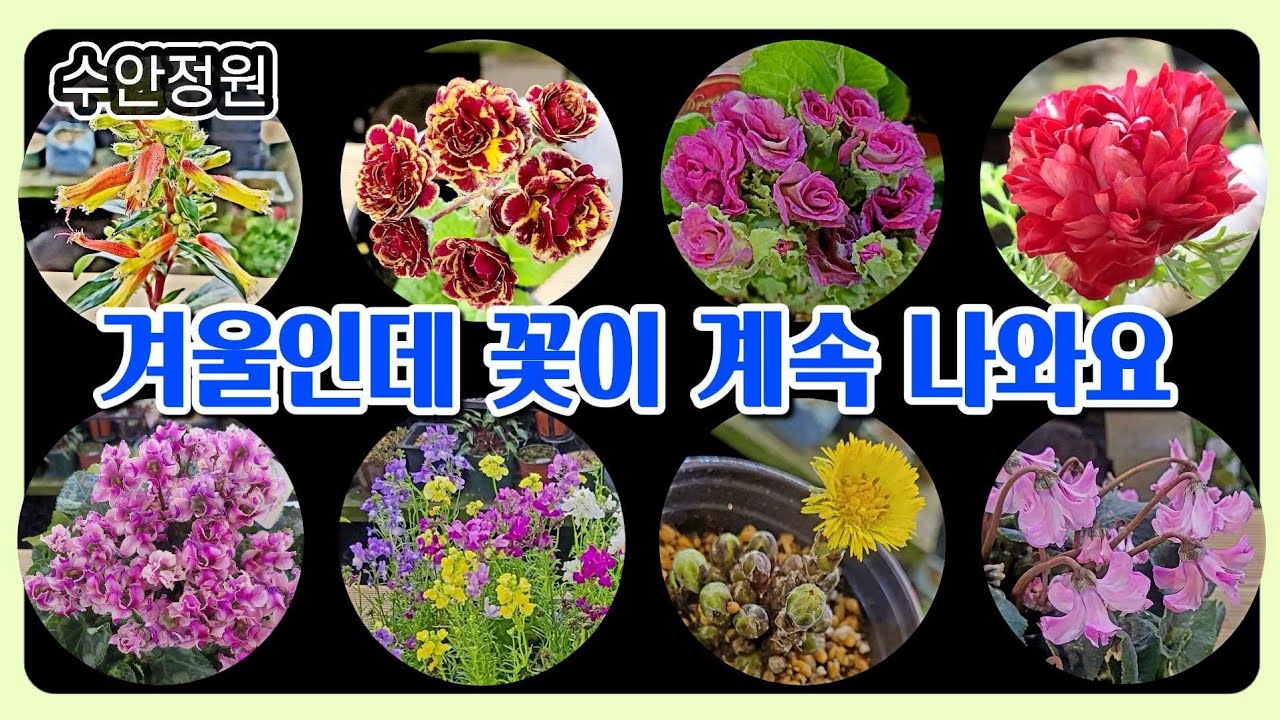 겨울에 꽃이 이만큼?｜신품종 겨울꽃 대량 입고했습니다 