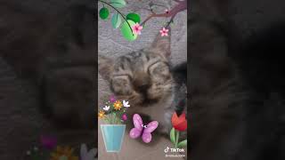 Download Mp3 Kucing Aku ngantuk tapi aku ajak main TikTok♡ Gudang lagu Download Mp3 Kucing Aku ngantuk tapi aku ajak main TikTok♡