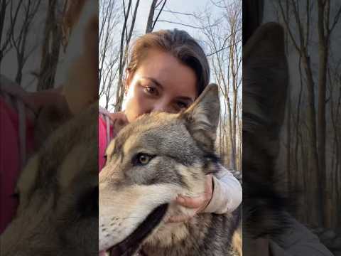 فيديو: إنقاذ Wolfdogs