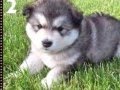 Top 10 imagens de cachorros fofos