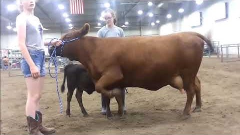 Linear Classification Basics for Dexter Cattle Assessment