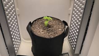 Micro Grow Update 5!