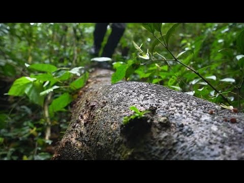 A fallen tree, not cut, becomes a house-nature built half this shelter. #wilderness #sleepaid