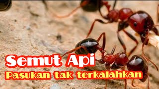Semut Api Pasukan Tak Terkalahkan Fire Ant