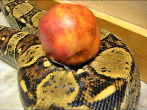 Snake and Apple - YouTube