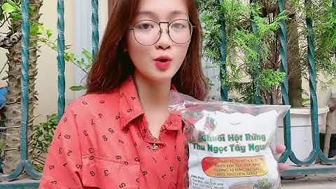 NHỮNG TÁC DỤNG TUYỆT VỜI CỦA CHUỐI HỘT RỪNG - THẢO DƯỢC BẢO KHÁNH