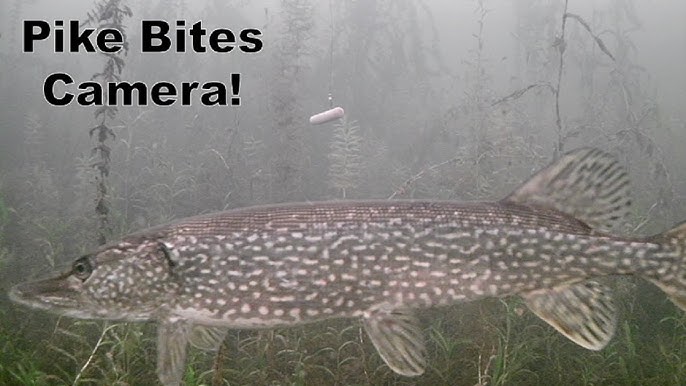 INSANE Underwater Footage! Ice Fishing NORTHERN PIKE with a DARDEVLE? 