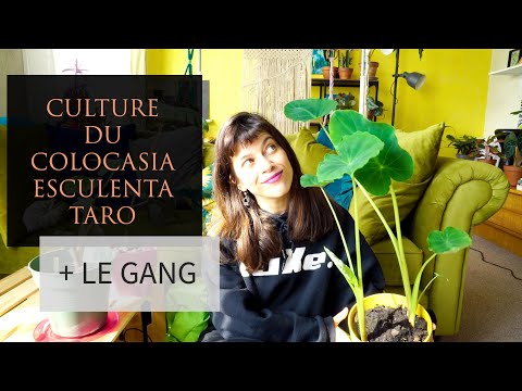 Vidéo: Cultiver du taro dans des conteneurs : comment prendre soin des plantes de taro en pot