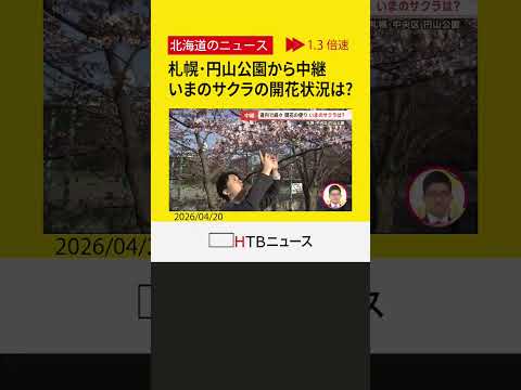 【札幌・円山公園中継】一足早いお花見  満開予想は今週末25日　つぼみから満開への「経過を楽しむ」