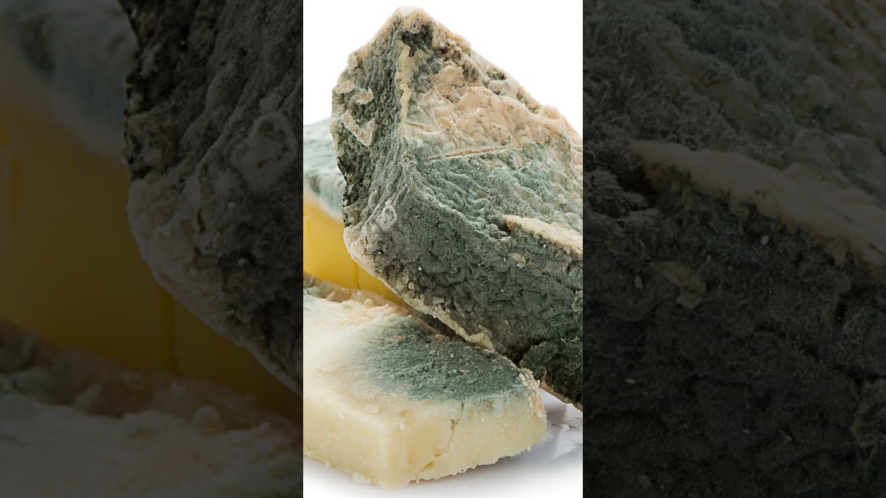 Bad Mould on Cheese