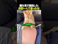 「お前一人で食ったな?」猫の取り調べ開始w