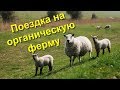 86. Жизнь в Англии. Поездка на английскую ферму.