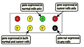 Microscopic Slide Spots Colors of DNA Microarrays Technology