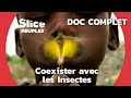 Limpressionnante symbiose du peuple mofu avec les insectes  slice peuples  doc complet