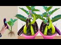 Unique Technique : Grafting eggplant With Banana Gets Amazing Fruit