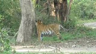 Pachmarhi neemghan tiger marking#neemghan #satpuratigerreservepachmarhi#pachmarhipanarpani#panarpani