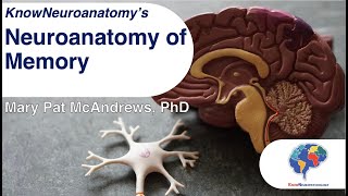 The Neuroanatomy of Memory