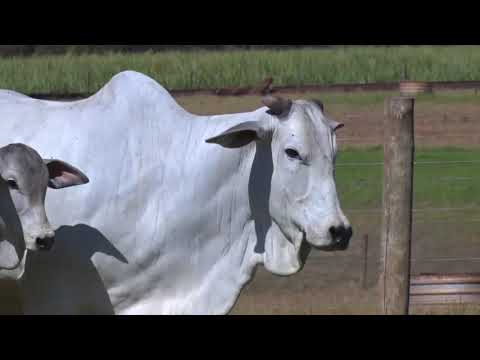 LOTE 07 | 41º MEGA LEILÃO ANUAL CARPA - FÊMEAS