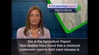 VOA - 130912 - Seeking Causes of Honeybee Loss with audio and transcript