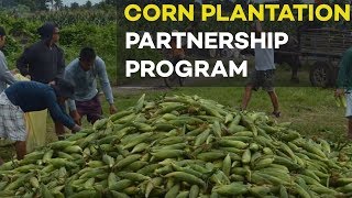 Corn farming: Corn plantation partnership program for OFW #Agribusiness