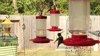 2023 Hummingbird Season 9.7.23 0638 by Backyard Cardinals 58 views 8 months ago 16 seconds