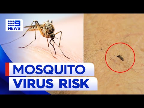 Queenslanders at increased risk of mosquito-borne ross river virus | 9 news australia