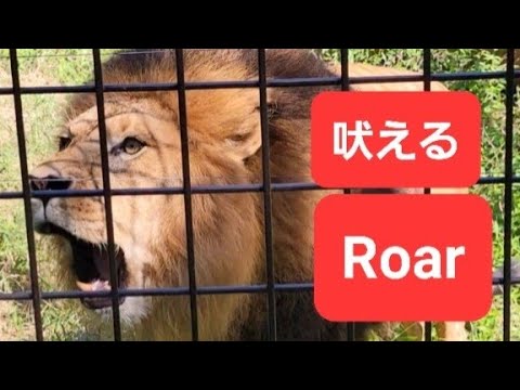 人間の声、ライオンの咆哮よりも動物にとって恐ろしい音