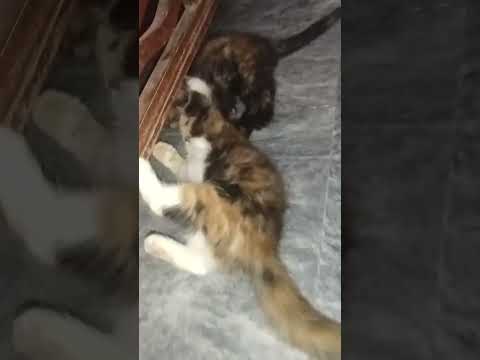 #cat #baby #kitten meow😂😂😺😺🐈🐈meow meow meow meow meow meow meow 😂😺