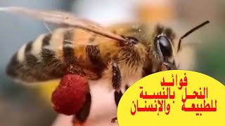 فوائد النحل للطبيعة والإنسان