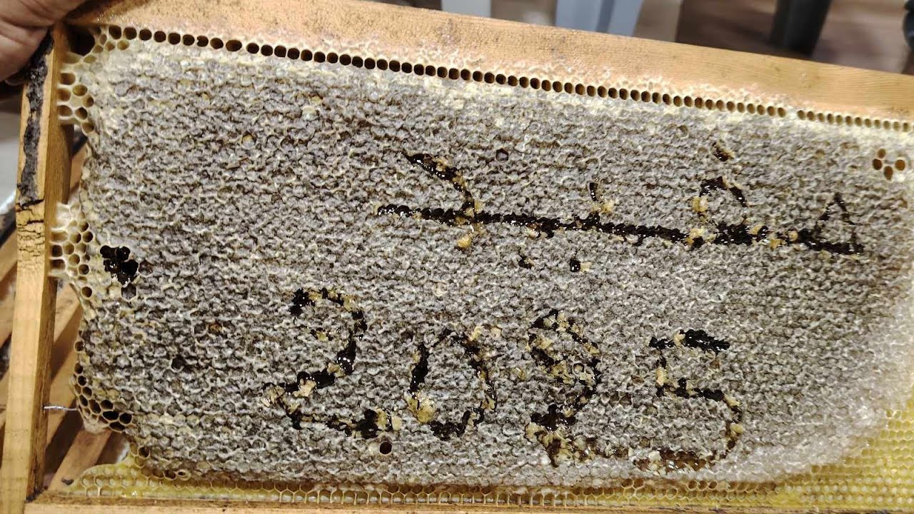 معلومات مهمة أكل النحل للعسل و تخمر العسل تابع لتسفيد من عند مفيد #تربية_النحل