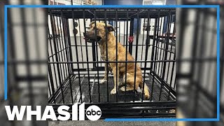 'Most elusive dog' caught in this Kentucky county