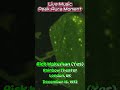 Live Music Peak Aura Moment: Rick Wakeman (Yes) LIVE at the Rainbow Theater London, UK Dec 15,1972