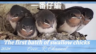 2024/5/13  14:30～ 18:00   ツバメの営巣　孵化後21～22日　巣立ち予定5/13頃 : Swallow Nesting in Japan  Coco_R Channel