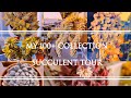 My 100+ Succulent Collection | Tour Time🌵🌵