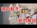 顎関節の筋肉:顎を閉じる動きをする筋肉を解説してみた