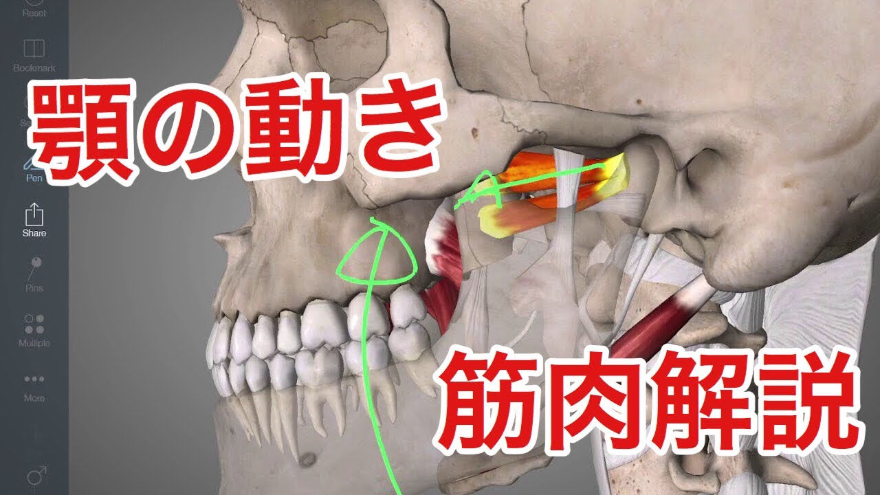 顎 の 筋肉 鍛える