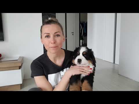 Wideo: Jak Karmić Berneńskiego Psa Pasterskiego?