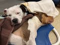 Heart  souls heart wrenching rescue  stray rescue of stlouis