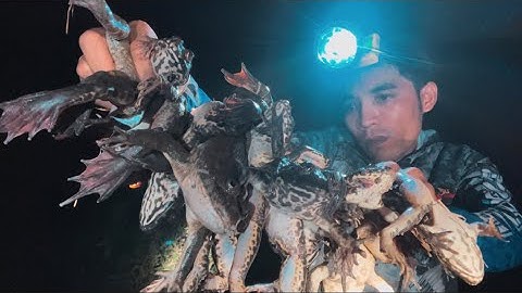 Cắm Câu Ếch Đồng Đụng BẦY ẾCH KHỦNG Trong ĐÁM MÔN HOANG | catch many big frogs in the forest