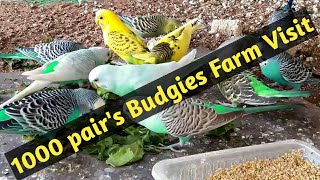 Budgies Farming In India Budgies Parrot Farm Big Farm Budgies