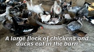 A large flock of chickens and ducks eat in the barn