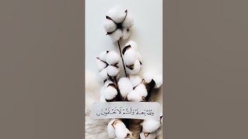 تغذية بصرية | 🌺 | #gaming #music #خيل #quran #mbc #shortvideo #horse #لايك #تلاوات #اكسبلور #قطر