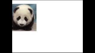maya panda