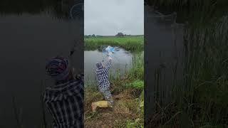 кастинговая сеть ( американка) с кольцом накрыл стаю карасей!