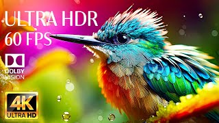 ANIMALS and NATURE - Peaceful Music With 4K Videos 60fps For Relaxation (Colorful Dynamic)