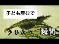 孵化の瞬間！稚エビ誕生　ミナミヌマエビ繁殖40匹の命　shrimp